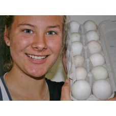 FREE RANGE DUCK EGGS  Dozen (12) Laid In Katikati